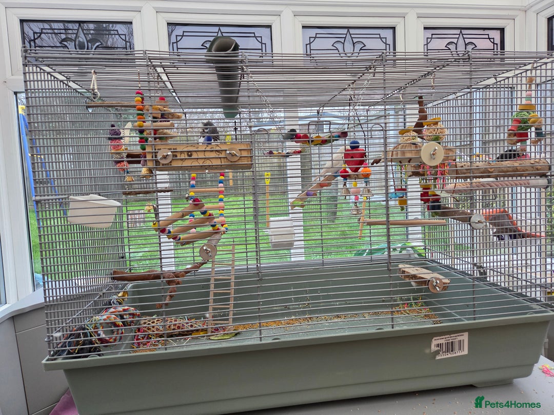 Budgerigars birds for sale: Pair of budgies - Advert 1