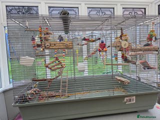 Budgerigars birds Pair of budgies - Advert 1