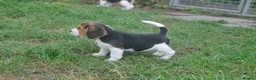 Beagle dogs for sale: READY NOW BEAGLE PUPPIES - Advert 2