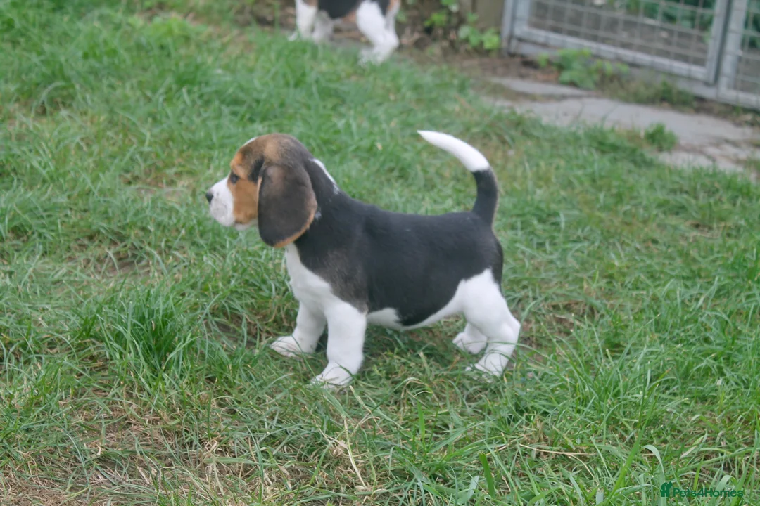 Beagle dogs for sale: READY NOW BEAGLE PUPPIES - Advert 2