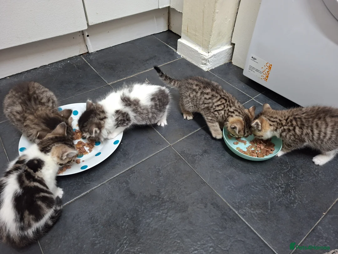 Mixed Breed cats for sale: 5 beautiful kittens  in Dagenham - Advert 14