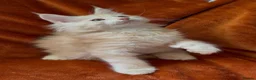 Maine Coon cats for sale: Bear Paw (🐾🐻 polydactyl) Maine Coon kittens TICA - Advert 24