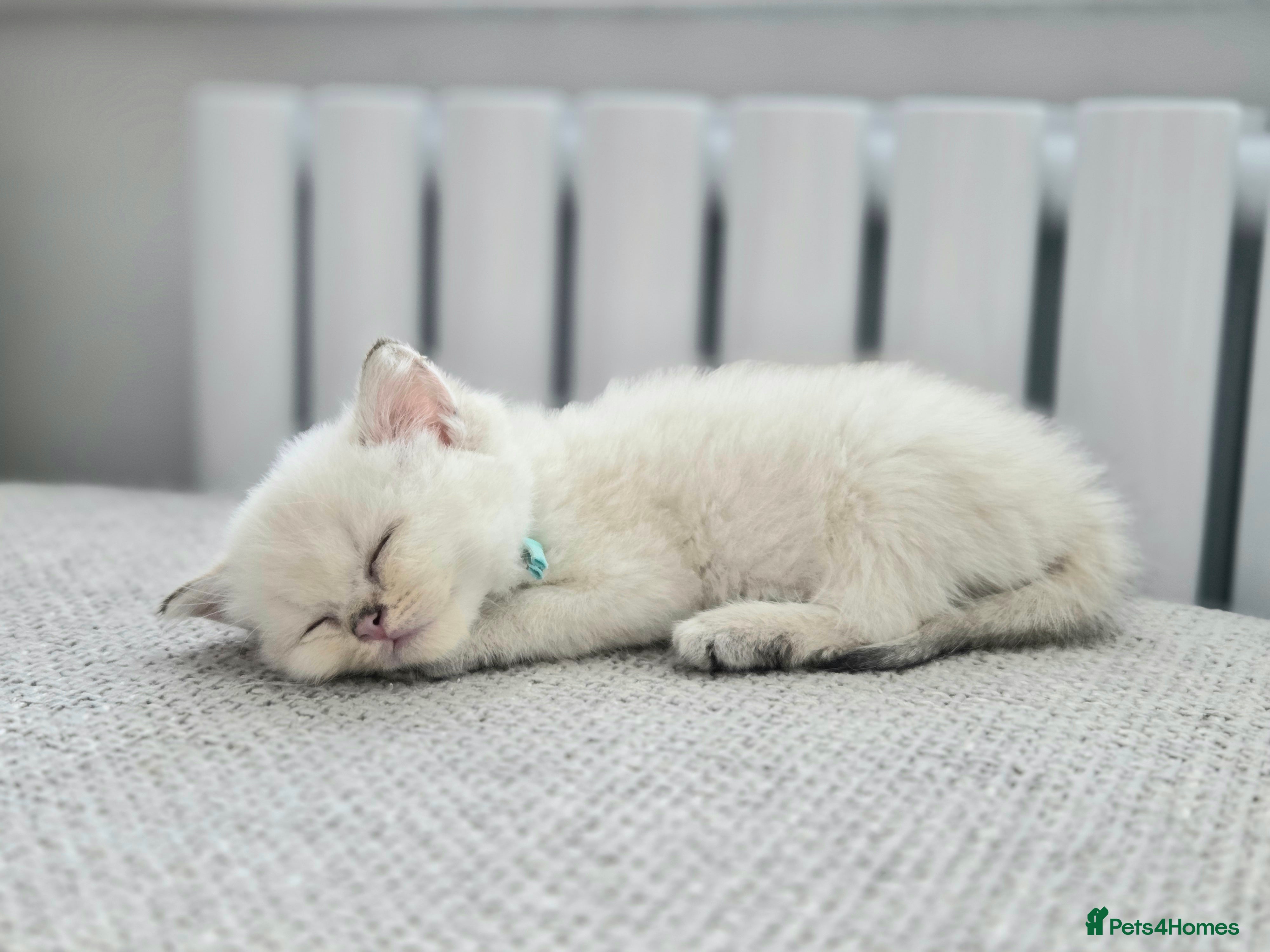 British Shorthair cats Beautiful White British Shorthair adorable Kittens - Advert 2