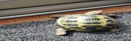 Tortoise reptiles for sale: Horsefield Tortoise - Advert 6