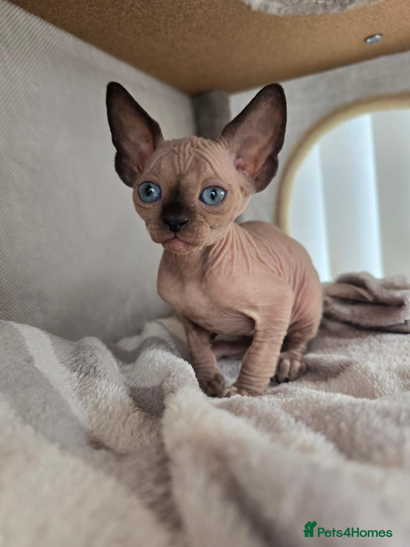 Sphynx cats SPHYNX KITTENS♂️ TICA REG & HEALTH TESTED - Advert 1