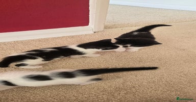 Mixed Breed cats - Advert 8