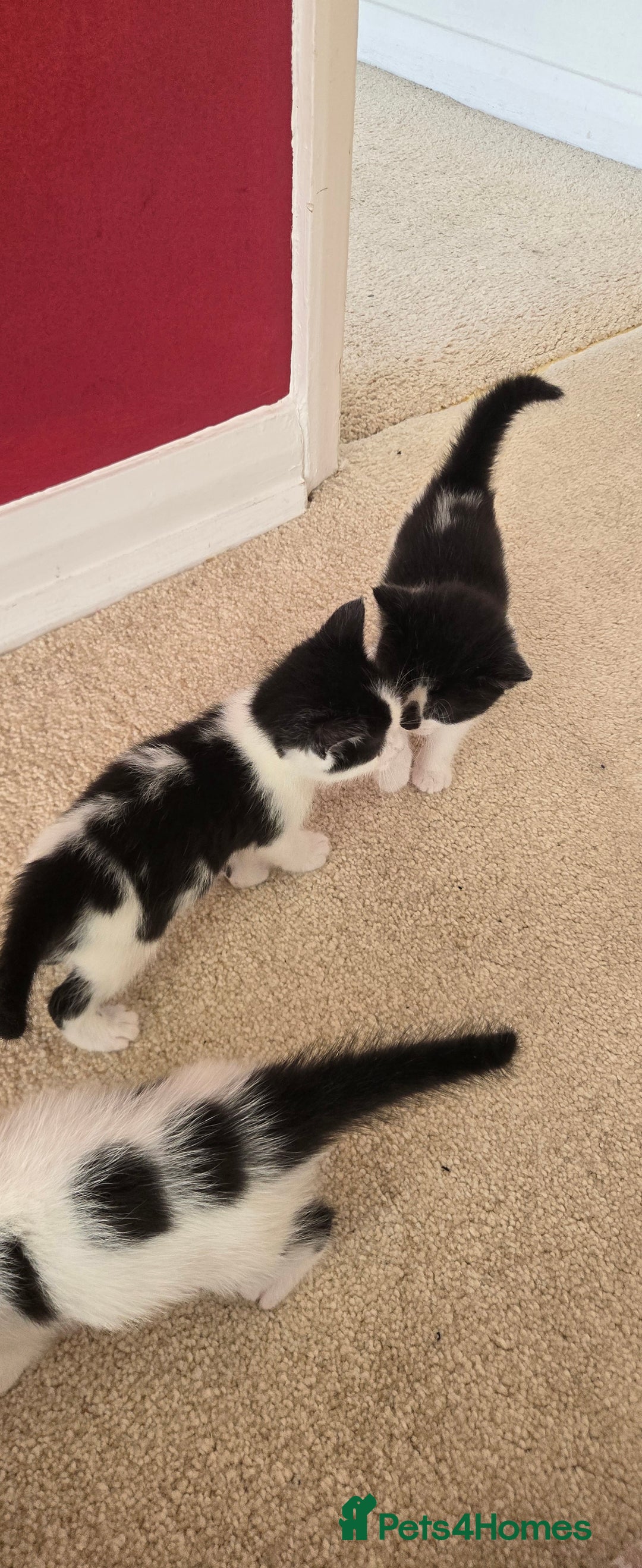 Mixed Breed cats for sale: Adorable Black & White Kittens - Image 2