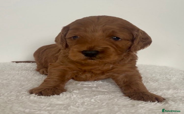 Cockapoo dogs - Advert 12
