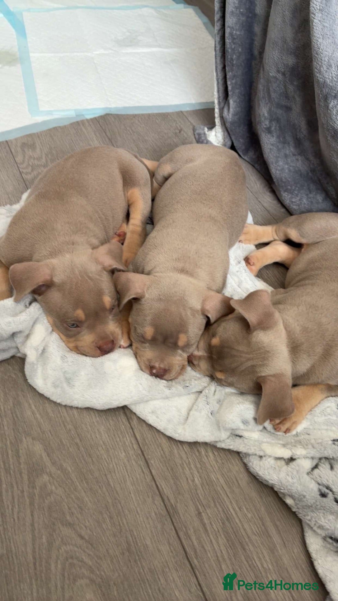 American Bully dogs American Pocket bully puppy’s  - Advert 1