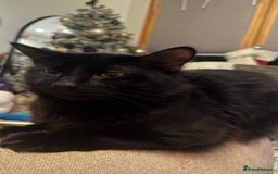 RagaMuffin cats for sale: Looking for a new home  - Image 3