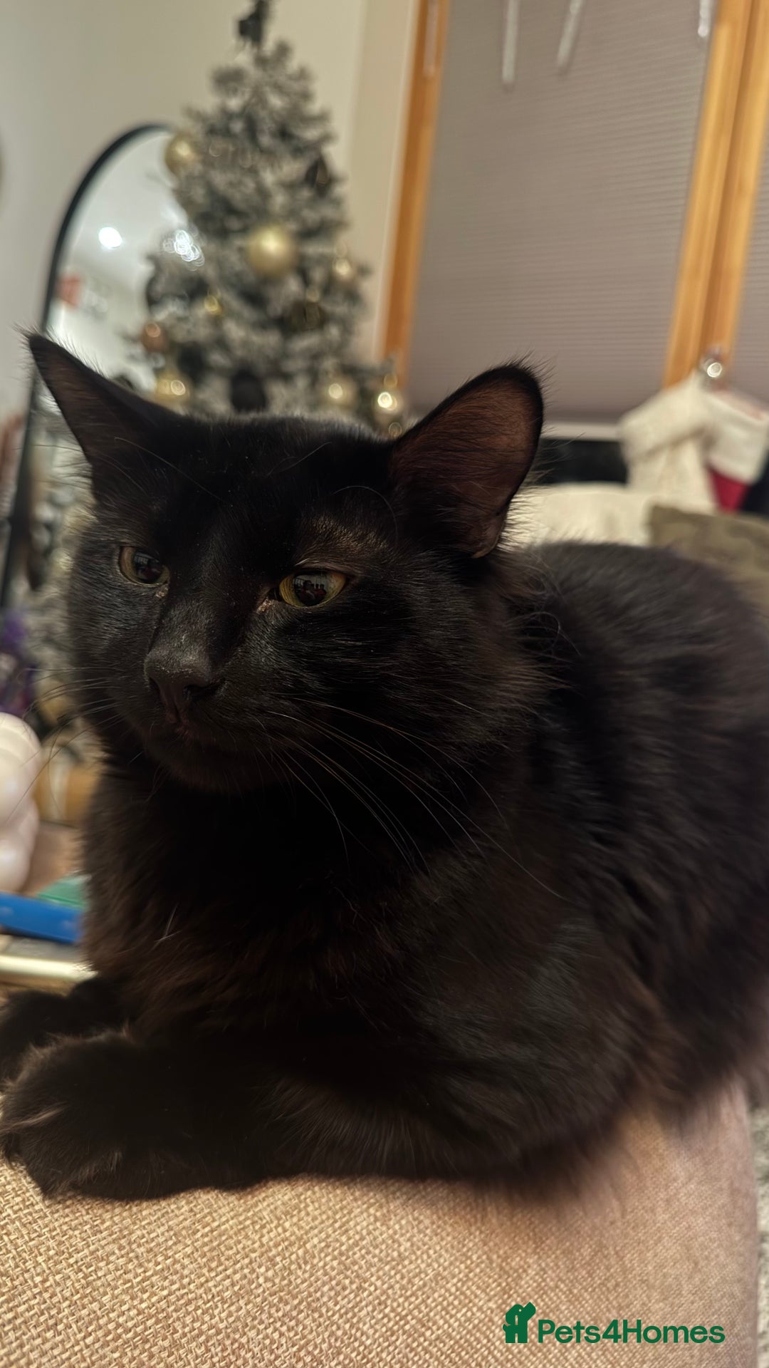 RagaMuffin cats for sale: Looking for a new home  - Image 3