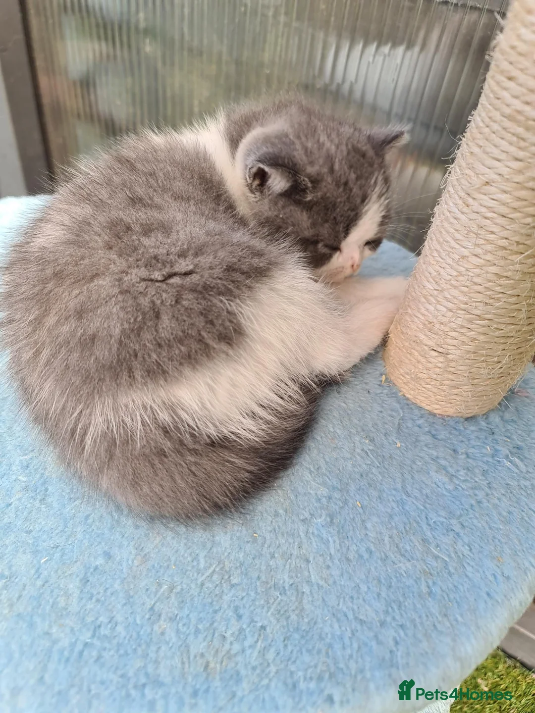 British Shorthair cats for sale: British shorthair kittens  - Advert 5