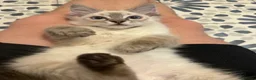 Ragdoll cats for sale: 💖 Stunning Ragdoll Kittens GCCF LAST ONE (Girl) - Advert 29