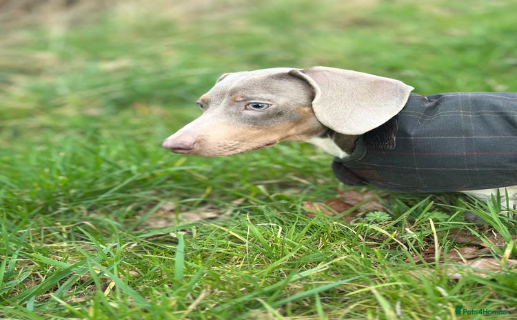 Miniature Dachshund dogs - Advert 9