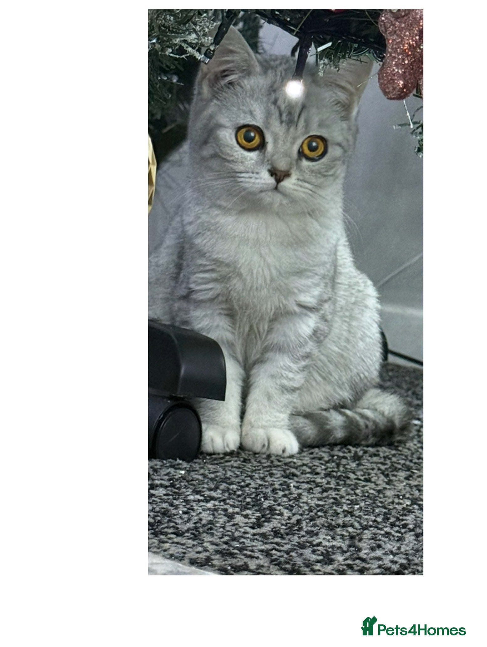 British Shorthair cats Stunning BSH kittens READY NOW COLLECT TODAY - Advert 12