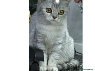 British Shorthair cats Stunning BSH kittens READY NOW COLLECT TODAY - Advert 6