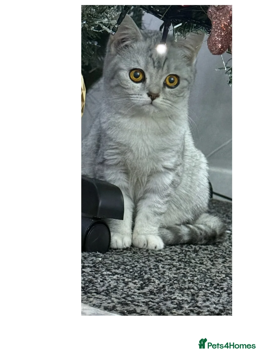 British Shorthair cats for sale: Stunning BSH kittens READY NOW COLLECT TODAY - Advert 1