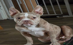 American Bully dogs for stud: Stud male  - Image 2