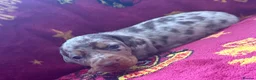 Miniature Dachshund dogs for sale: BEAUTIFUL DACHSHUND PUPPIES! - Advert 7