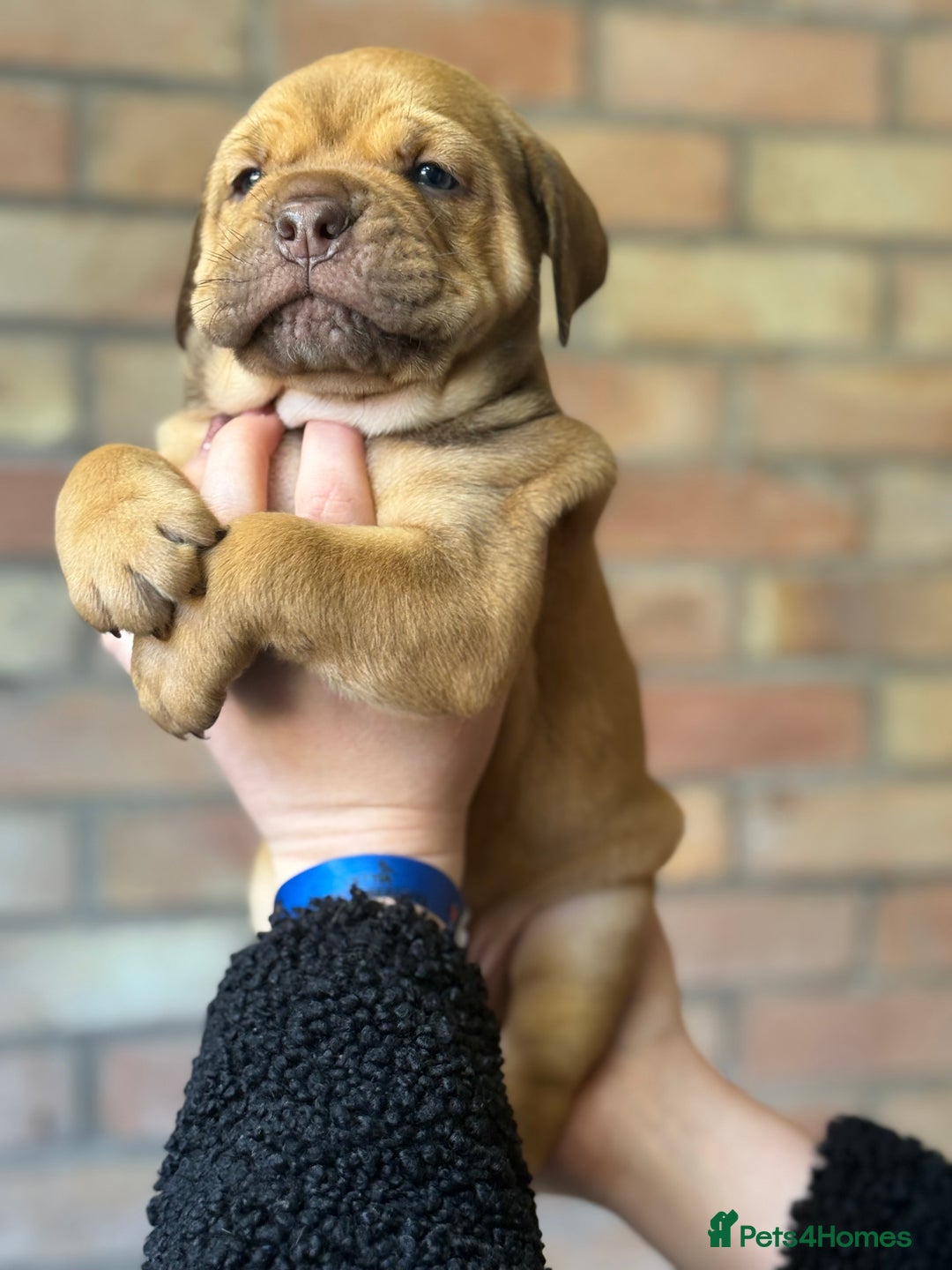 Mixed Breed dogs for sale: Bulldog de Bordeaux  - Image 14