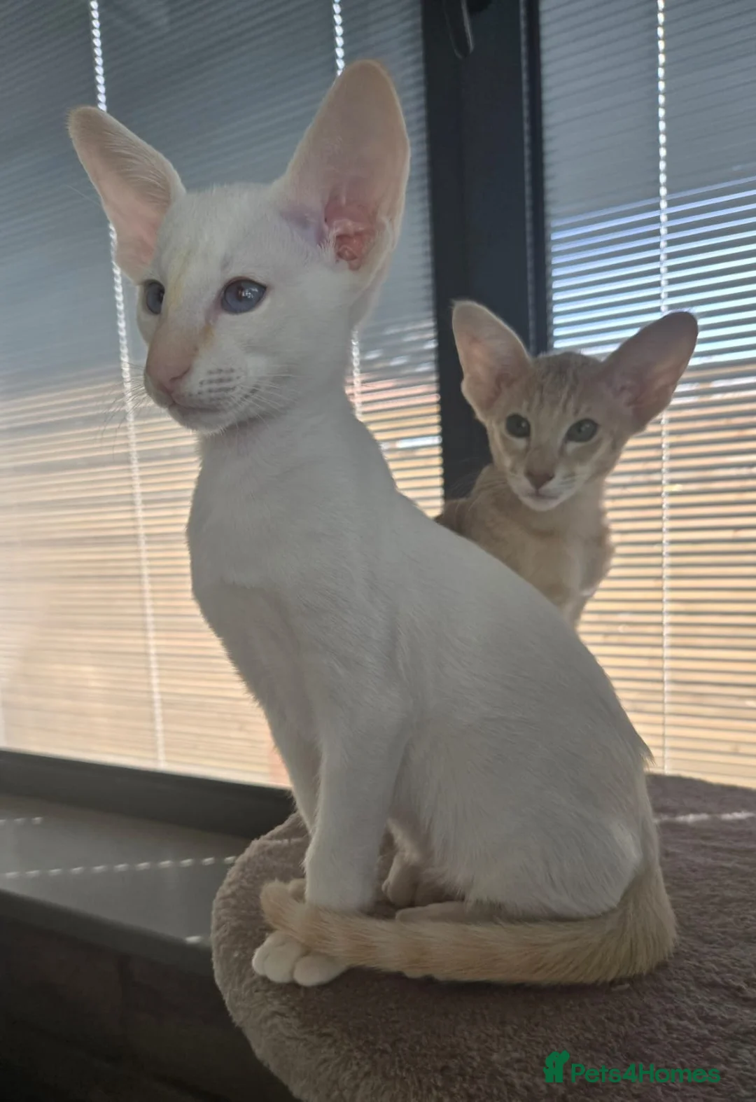 Siamese cats for sale: Supreme Pedigree Siamese kittens GCCF registered  - Advert 2