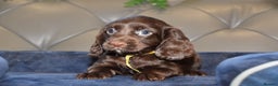 Cocker Spaniel dogs for sale: Kc Reg Health Tested Cocker Spaniel Puppies - Advert 15
