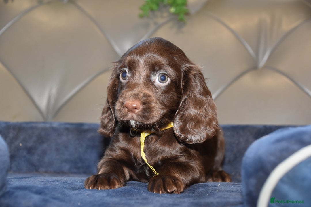 Cocker Spaniel dogs for sale: Kc Reg Health Tested Cocker Spaniel Puppies - Advert 15