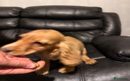 Cocker Spaniel dogs for sale: Cocker spaniels - Image 8