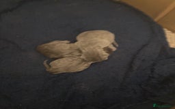 British Shorthair cats for sale: 💙❤️ British shorthair 💙❤️ - Advert 4