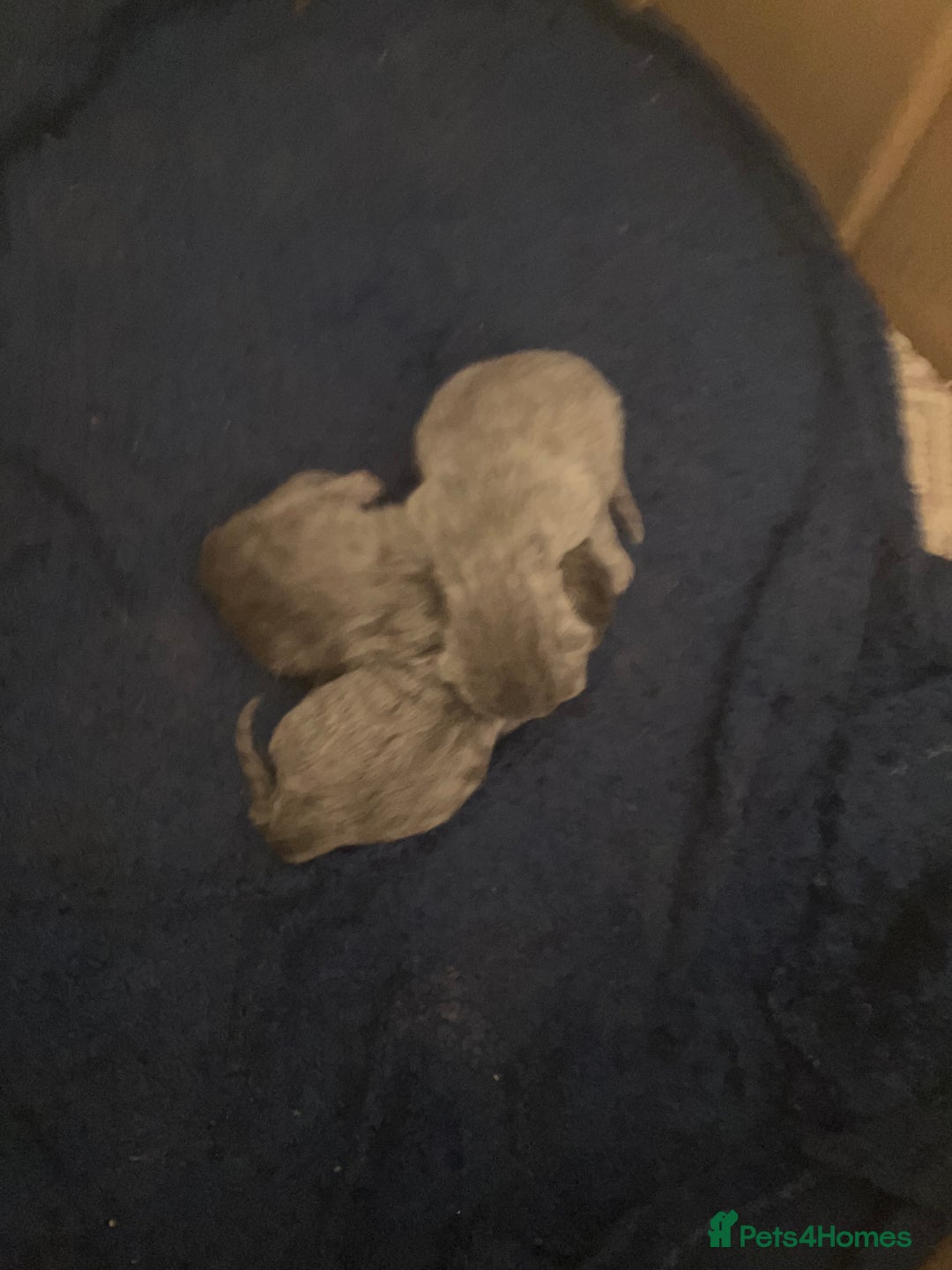 British Shorthair cats for sale: 💙❤️ British shorthair 💙❤️ - Advert 4