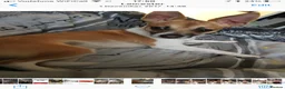 Jack Chi dogs for sale: Milo  - Advert 4