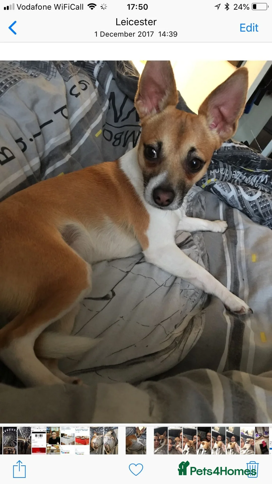 Jack Chi dogs for sale: Milo  - Advert 4