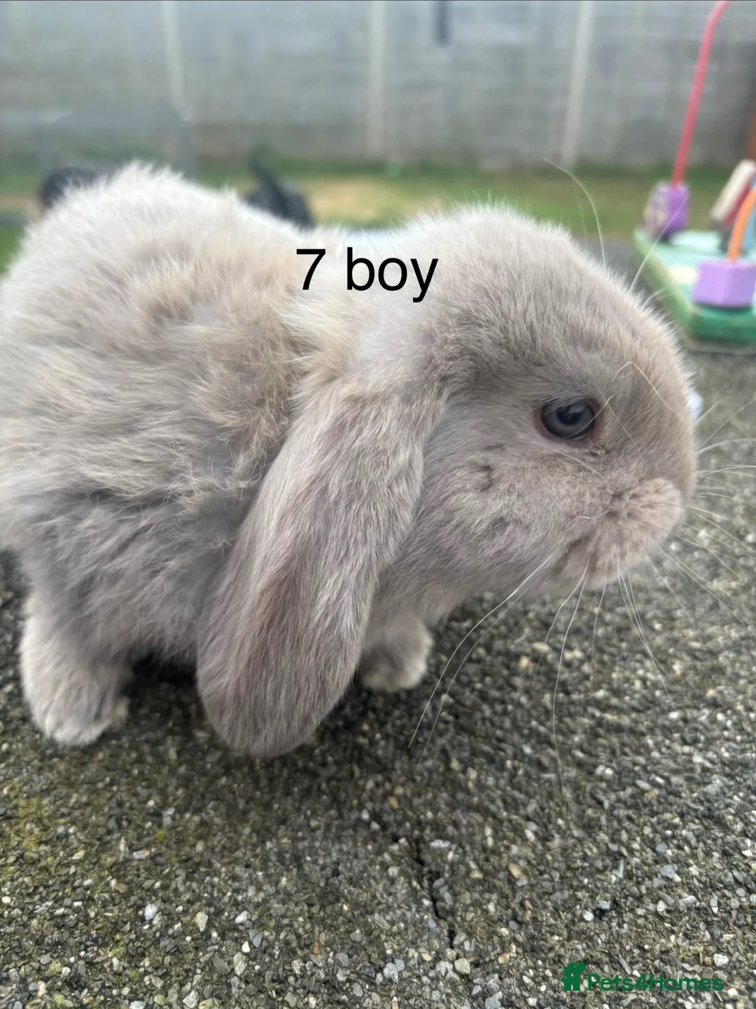 French Lop rabbits for sale: French lops - Advert 7