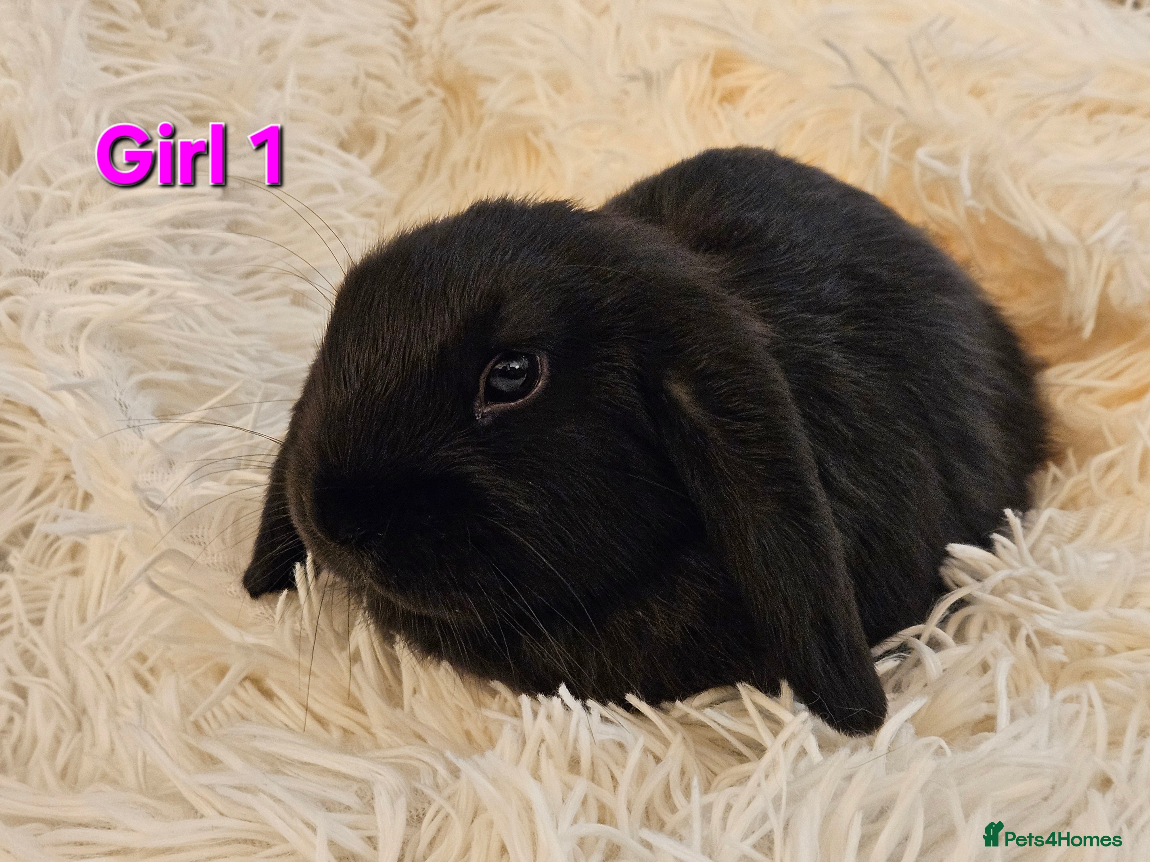 Mini Lop rabbits 2 Mini Lop Girls - 9 weeks - Ready to Leave - Advert 1
