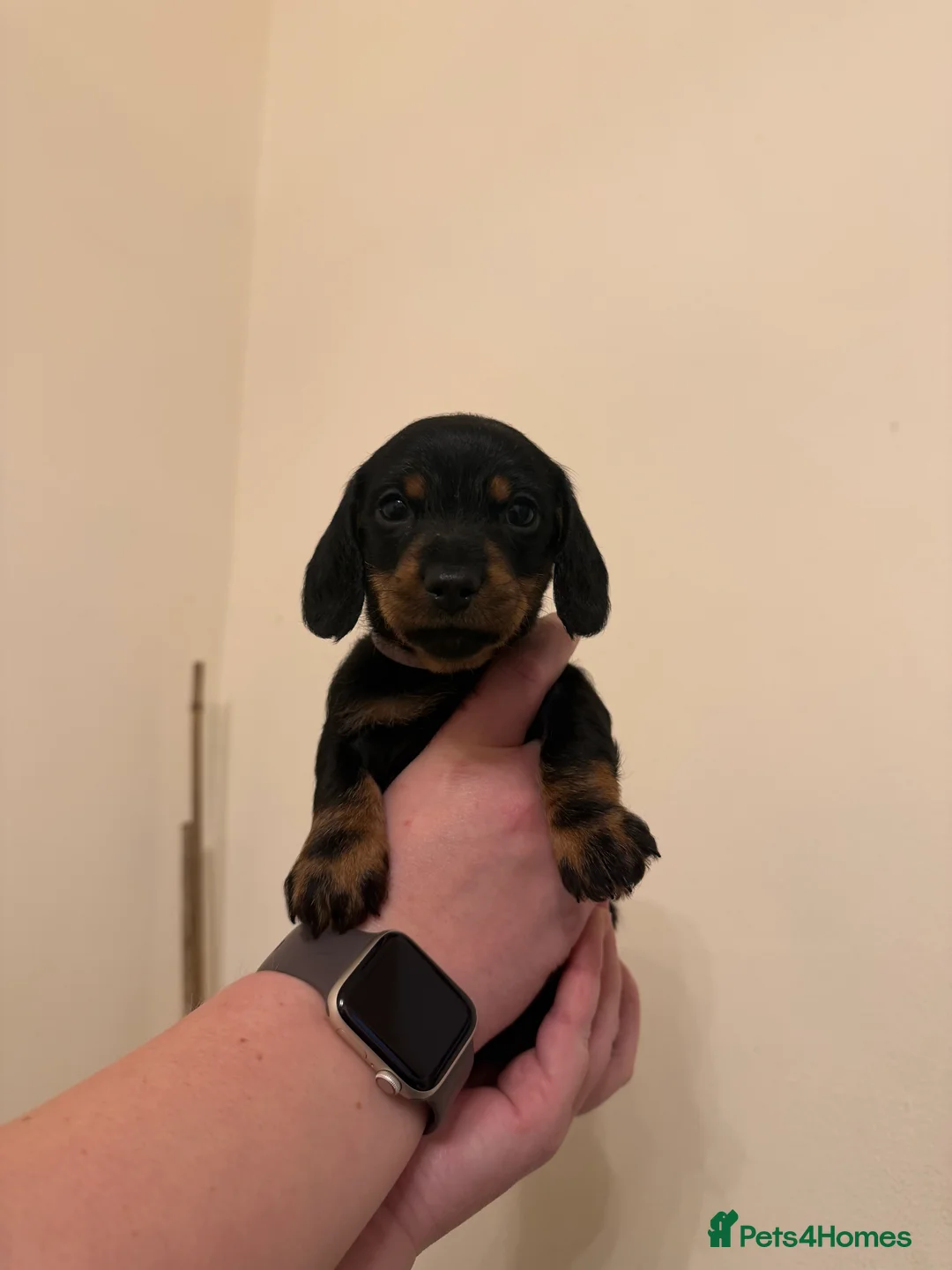 Miniature Dachshund dogs for sale: Miniature Dachshunds  - Advert 11