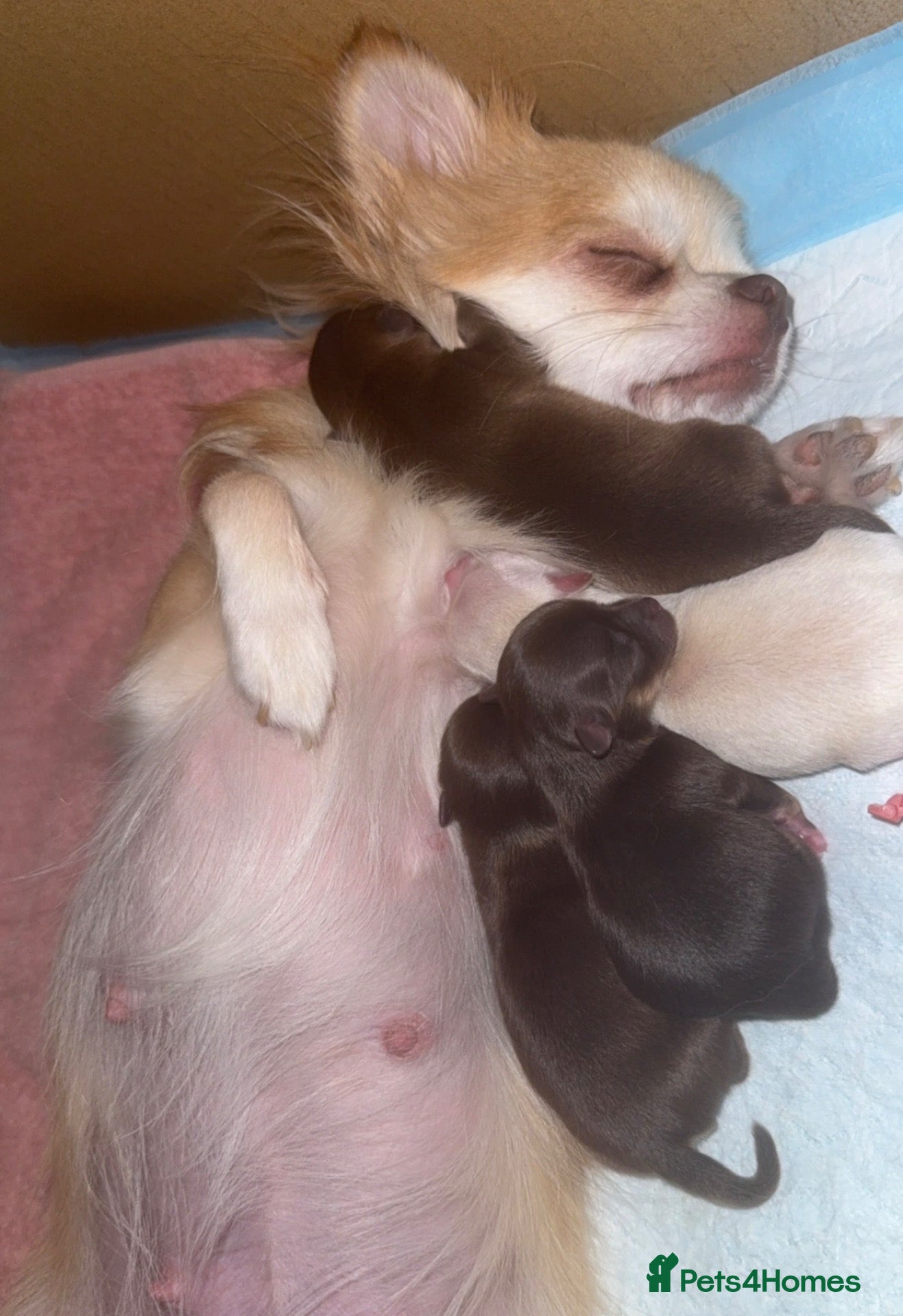 Chihuahua dogs Long haired, apple head chihuahuas! - Advert 22