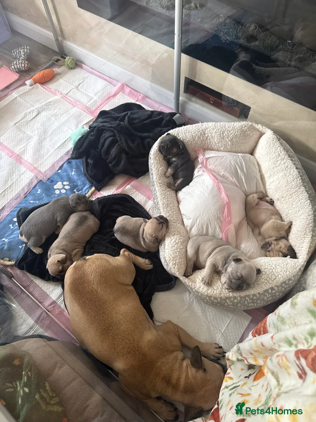 French Bulldog dogs for sale: Elegant Litter of Six KC Registered French Bulldog - Advert 9