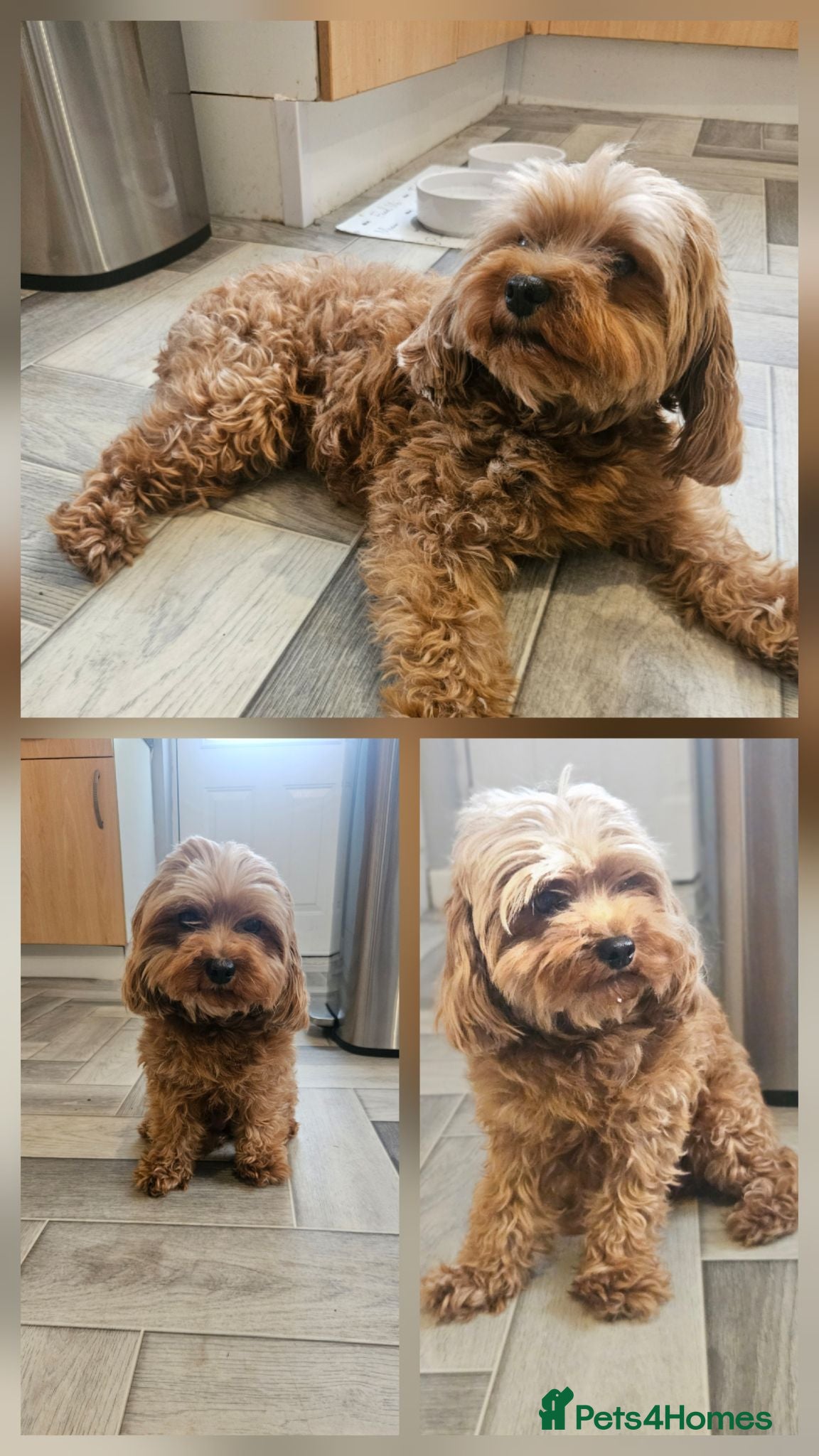Cavapoo dogs Gorgeous F1b cavapoo's  - Advert 1