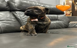 Cane Corso dogs for sale: Chunky Cane Corso Cross Pups – Ready Next Week! - Image 10
