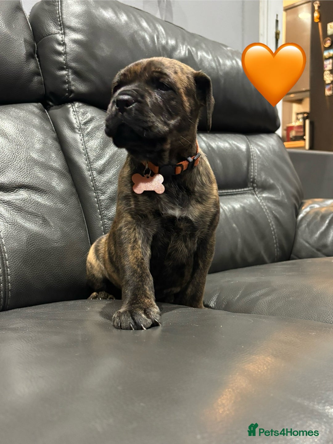Cane Corso dogs for sale: Chunky Cane Corso Cross Pups – Ready Next Week! - Image 10