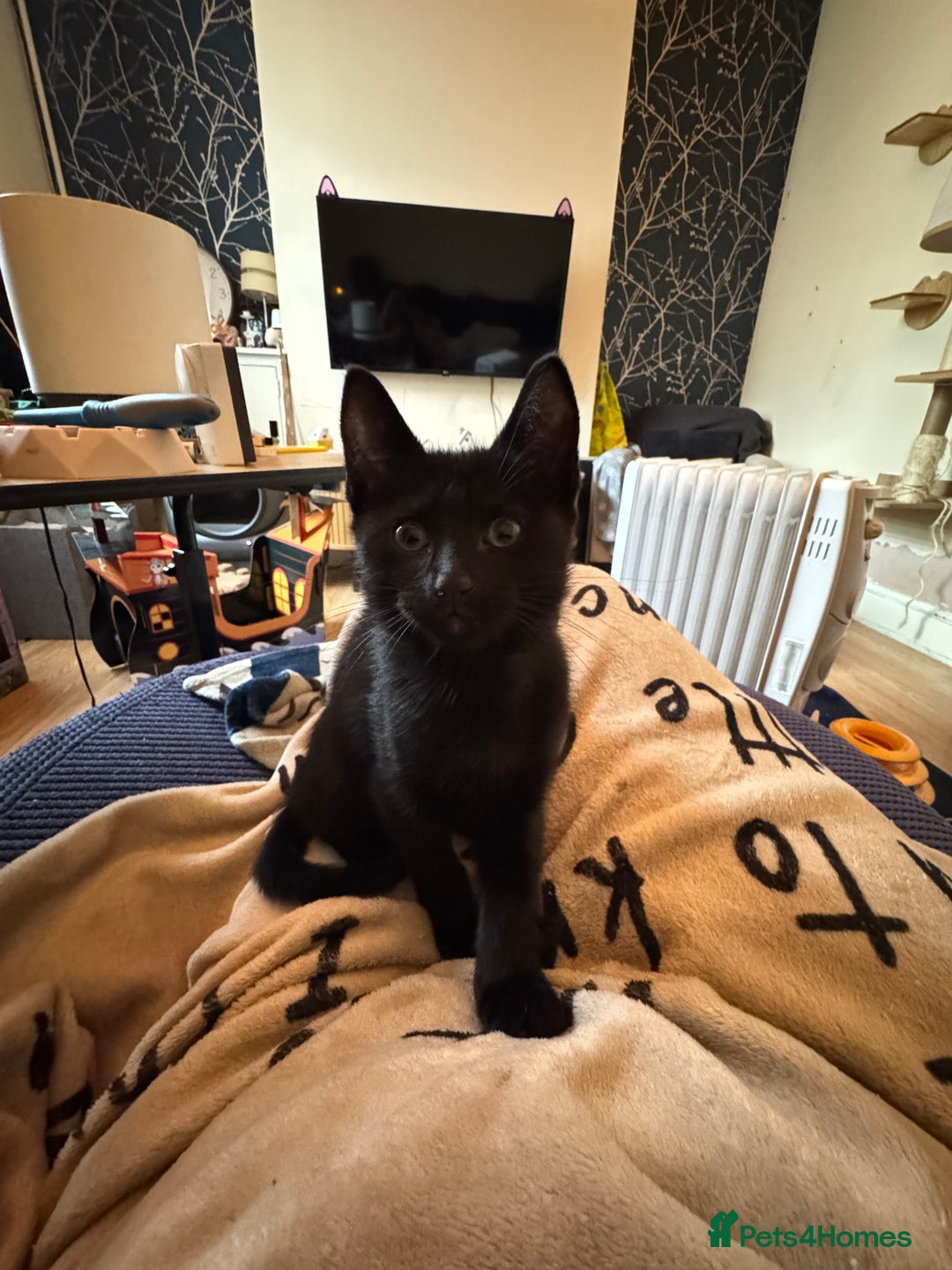 Mixed Breed cats for sale: Melanistic bengals/siamese’s (bengalese) - Advert 35