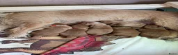 Mixed Breed dogs for sale: Beautiful working line and family pups  - Advert 9