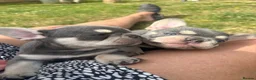 French Bulldog dogs for sale: Stunning 3rd generation French Bulldog puppies - Advert 9