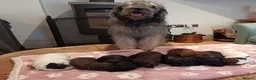 Labradoodle dogs for sale: Labradoodle puppy’s ready now  in Northampton - Advert 3
