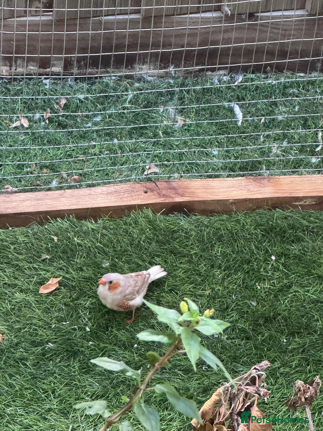 Finches birds for sale: Zebra Finch Chicks - Advert 9