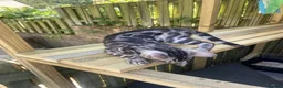 Bengal cats for sale: Last stunning boy TICA REGISTERED  - Advert 11