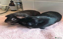 Guinea Pig rodents for sale: Two Pairs of Boar Foxe’s - Image 9