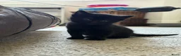 Mixed Breed cats for sale: Beautiful playful kittens £100 - £250 - Advert 12