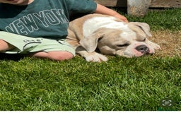 Dorset Olde Tyme Bulldogge dogs for sale: Olde Tyme Bulldogge 4 year old girl - Image 2