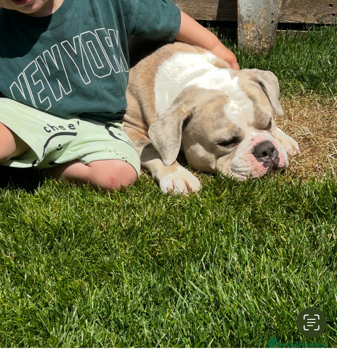 Dorset Olde Tyme Bulldogge dogs for sale: Olde Tyme Bulldogge 4 year old girl - Image 2
